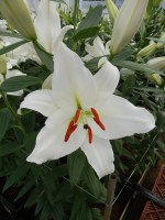 [5329 White Hero VWS No01.JPG]